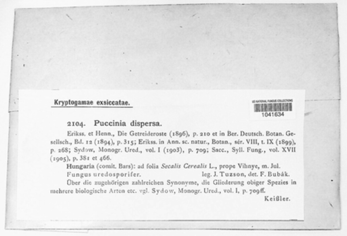 Puccinia dispersa image
